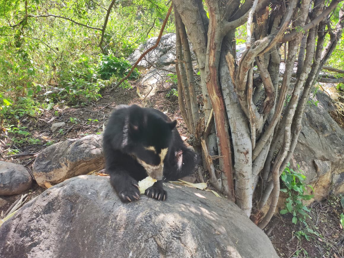 tours full day a chaparri en chiclayo con guias locales